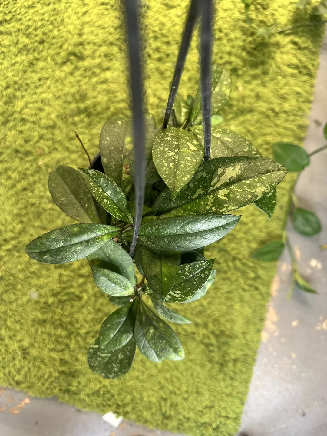 Hoya crassipetiolata splash 5” pot thumbnail