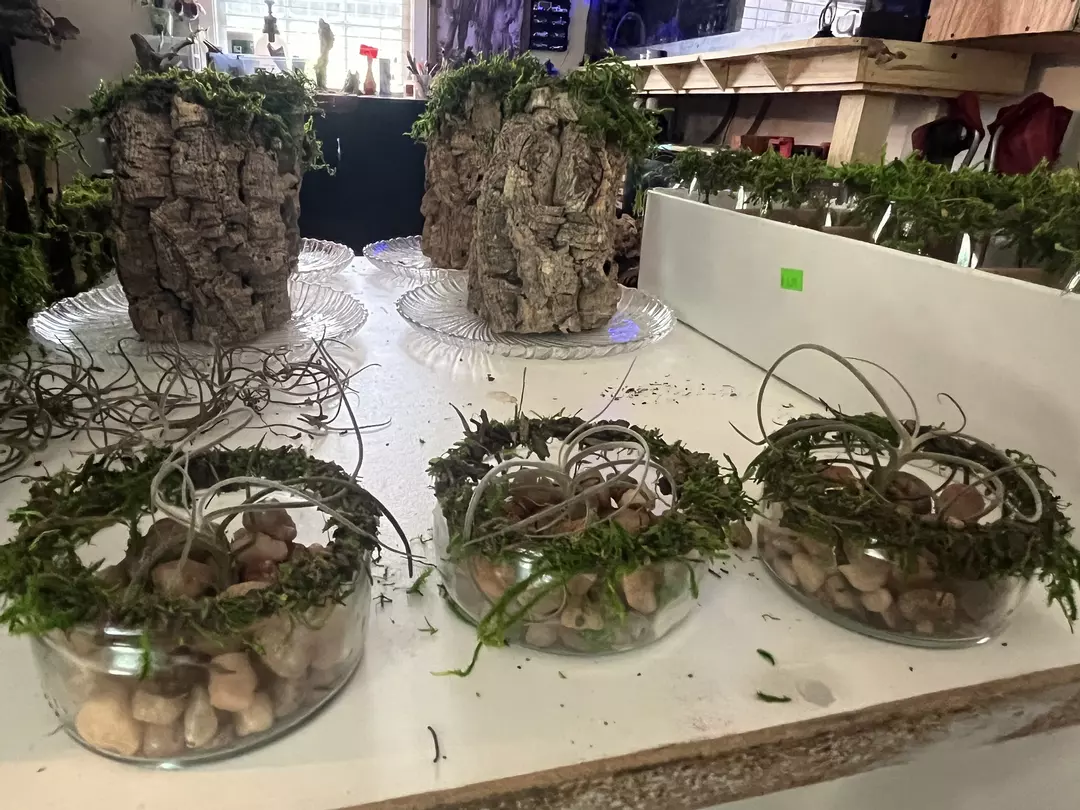 Air plant in glas dish with mossy rim thumbnail