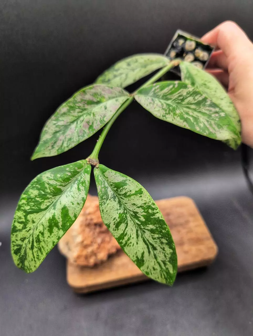 Lobbii 'silver' thumbnail