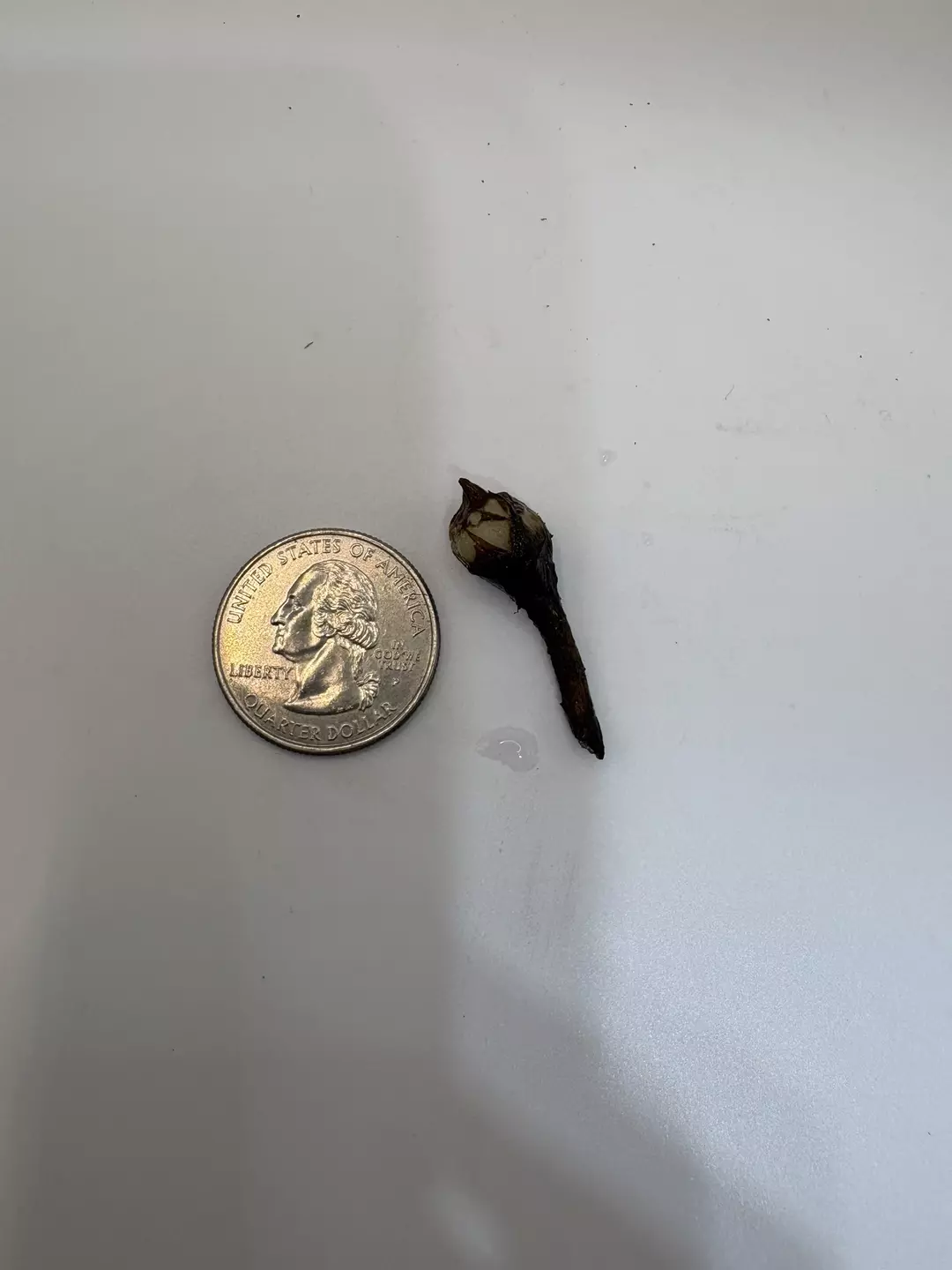 Pink Black Velvet Corm thumbnail