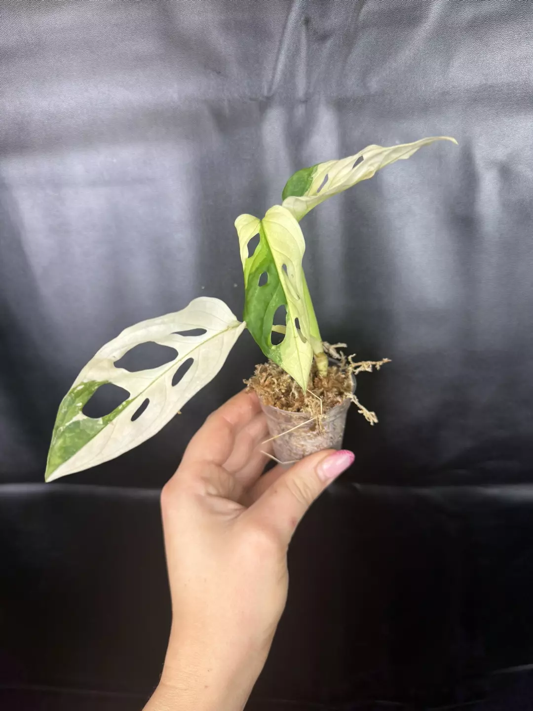 Monstera Adansonii Albo/Tricolor thumbnail
