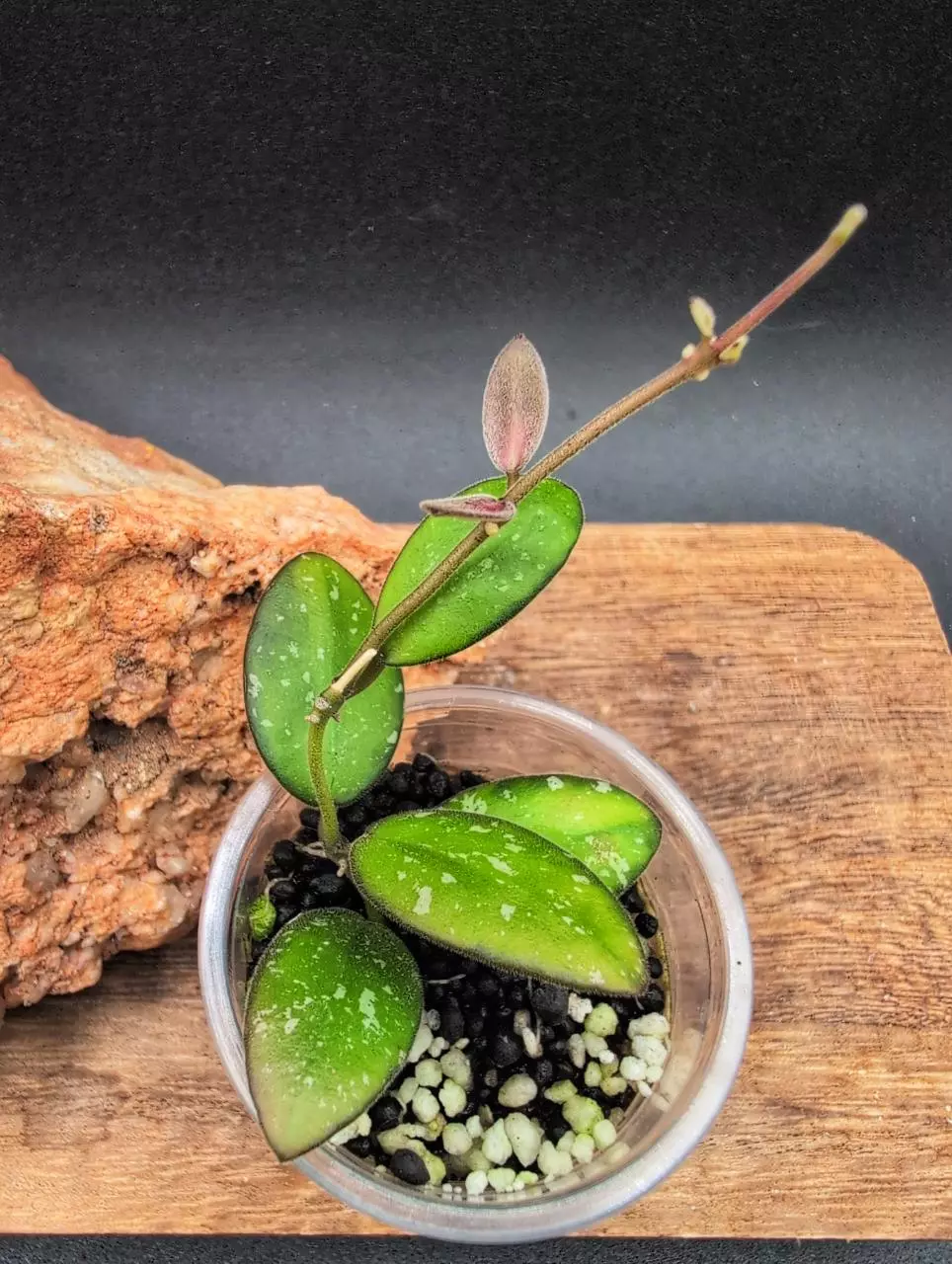 Vl9 (inner variegated splash) thumbnail