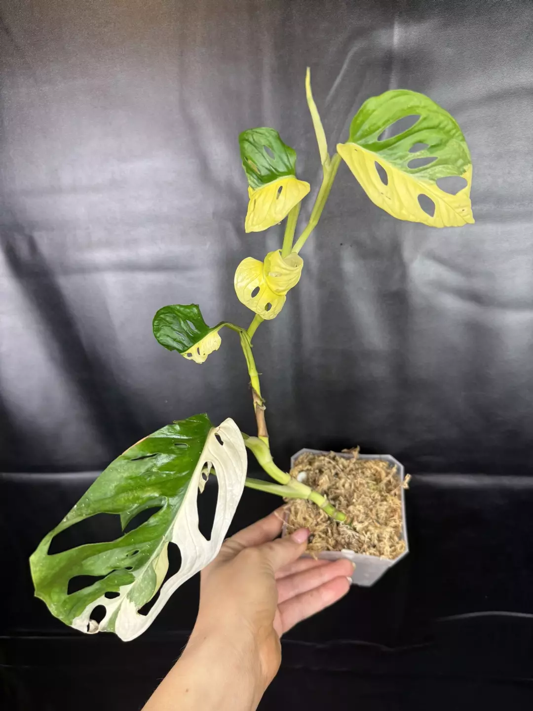 Adansonii Albo thumbnail