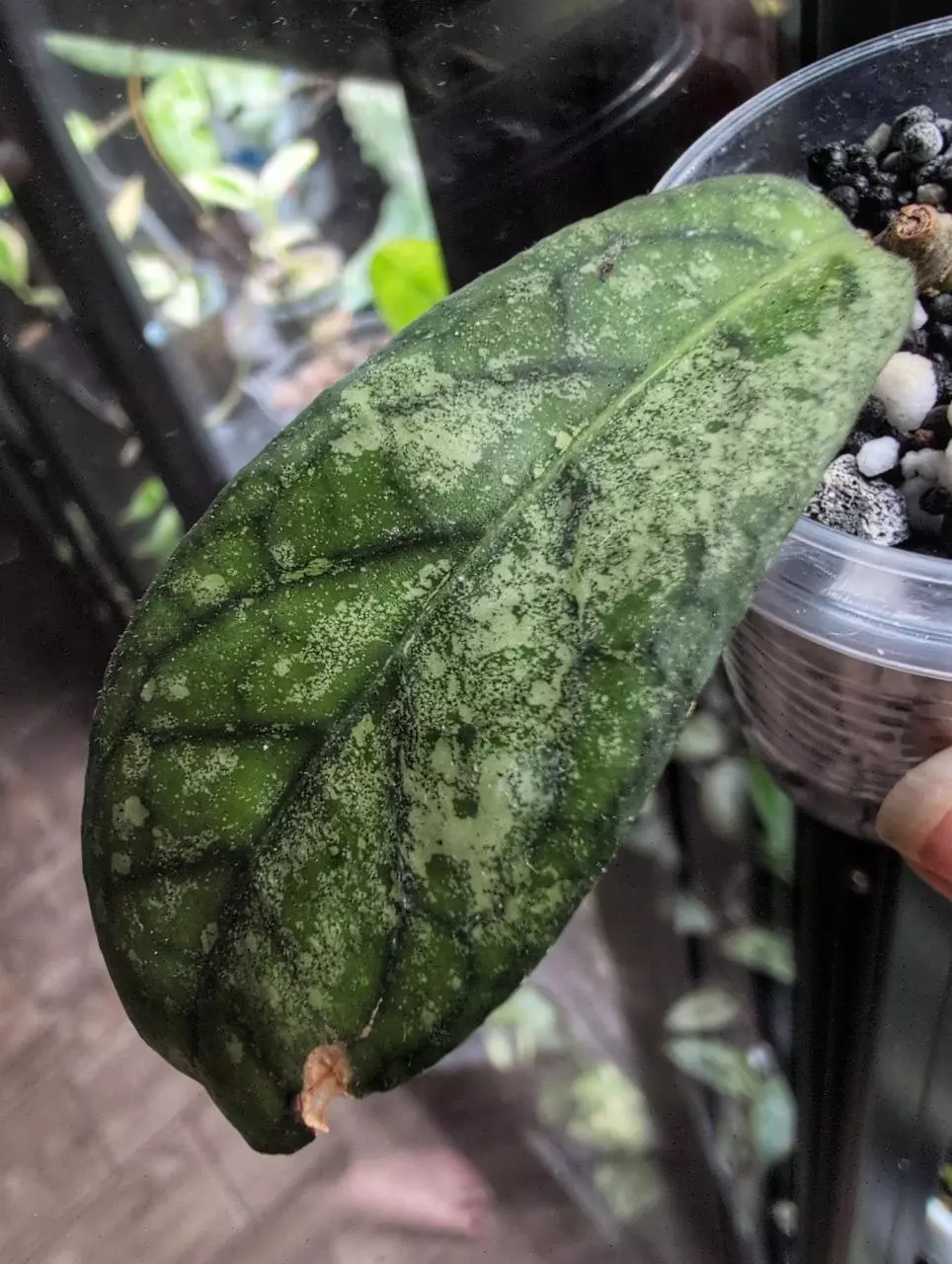 Tanggamus 'silver' 🦄 thumbnail