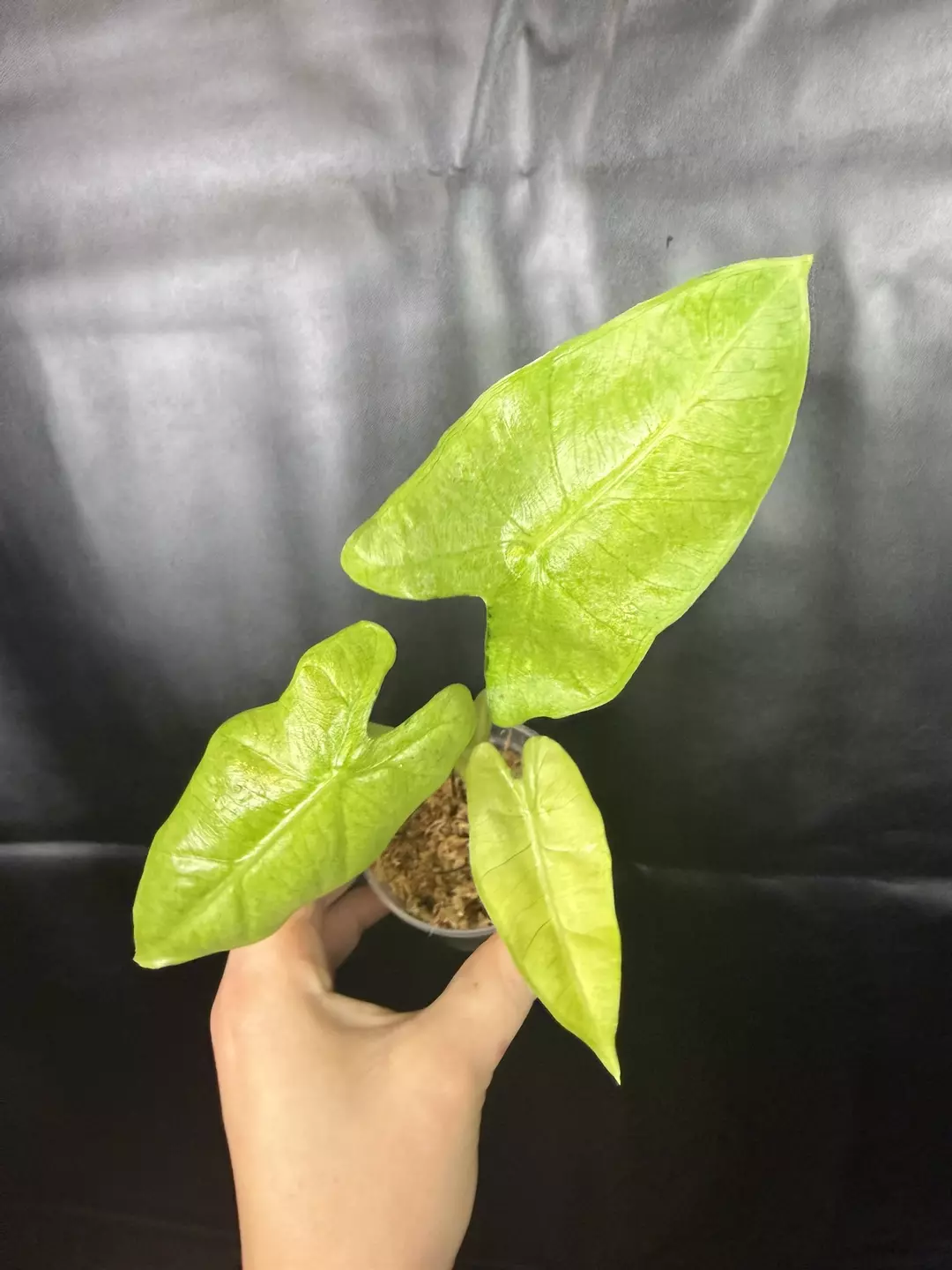 Alocasia Frydek Mint thumbnail