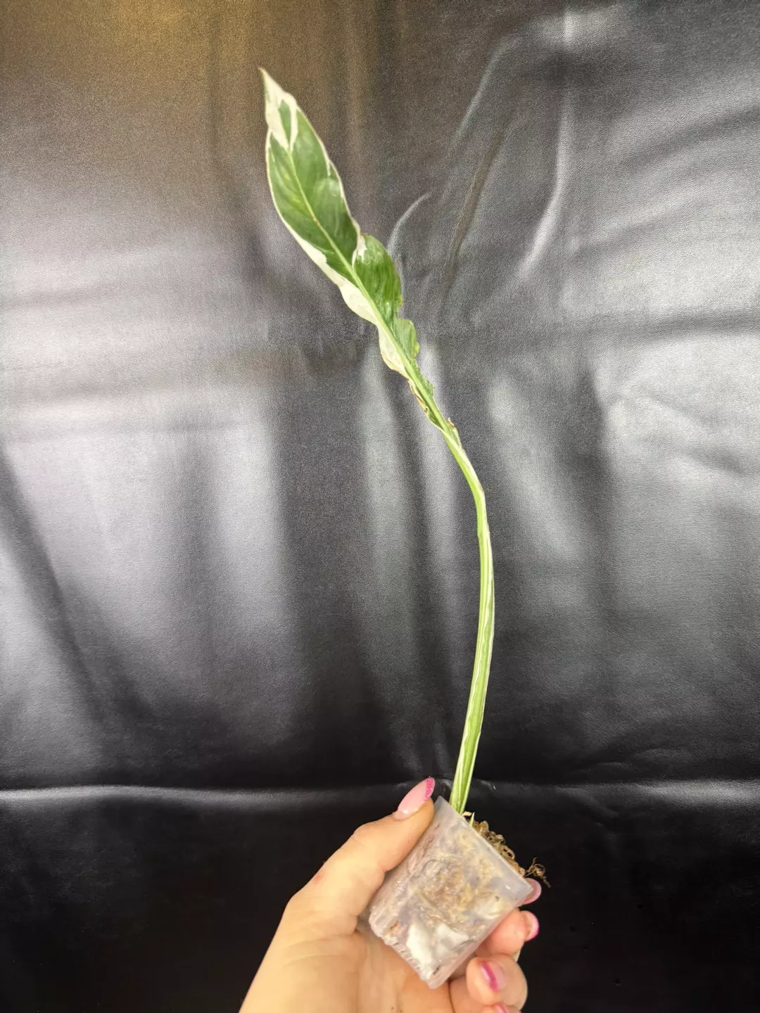 Scindapsus Lipstick thumbnail