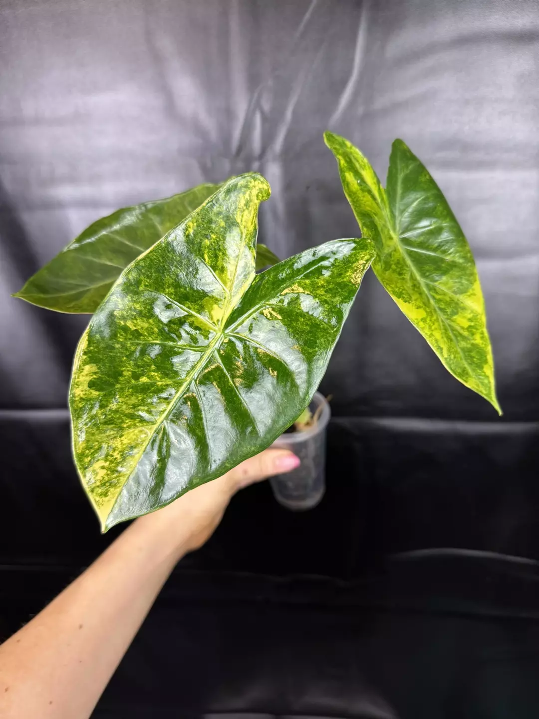 Alocasia Calidora x Longiloba x Pink Dragon Aurea thumbnail