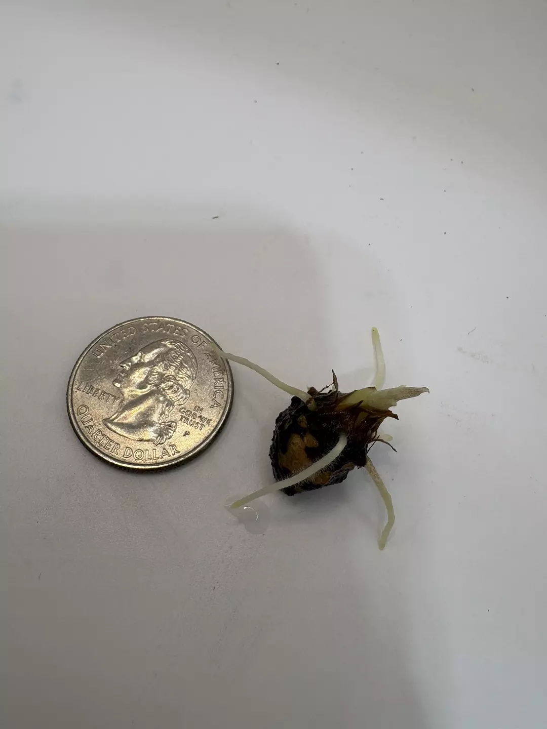 Odora Batik corm sprouting and rooted  thumbnail