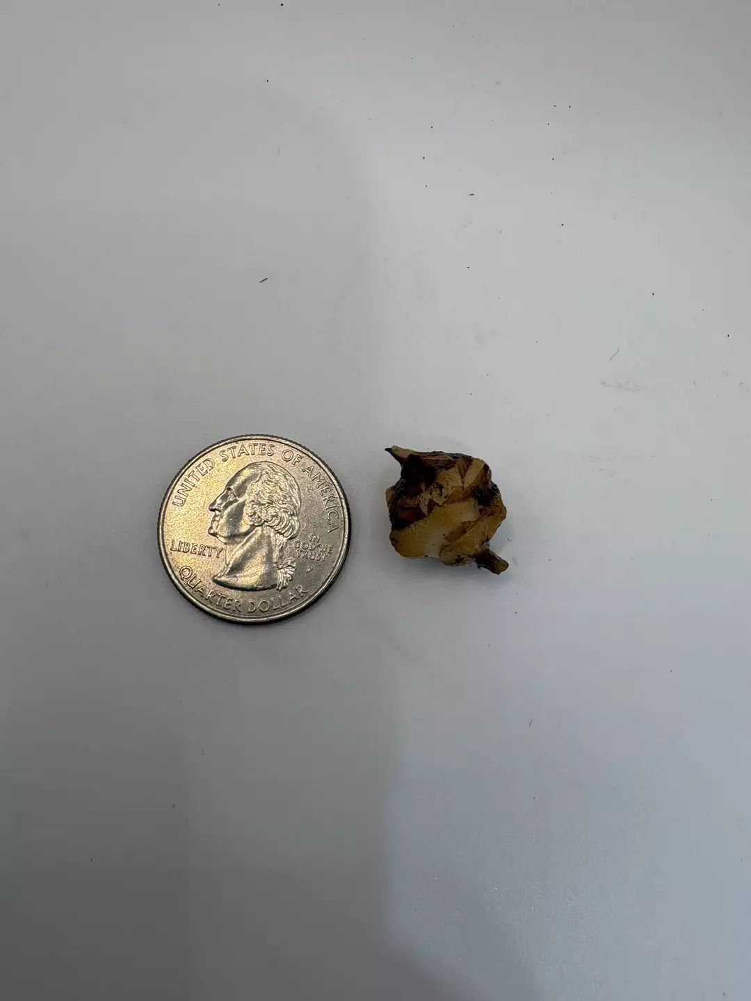 Polly corm B  thumbnail