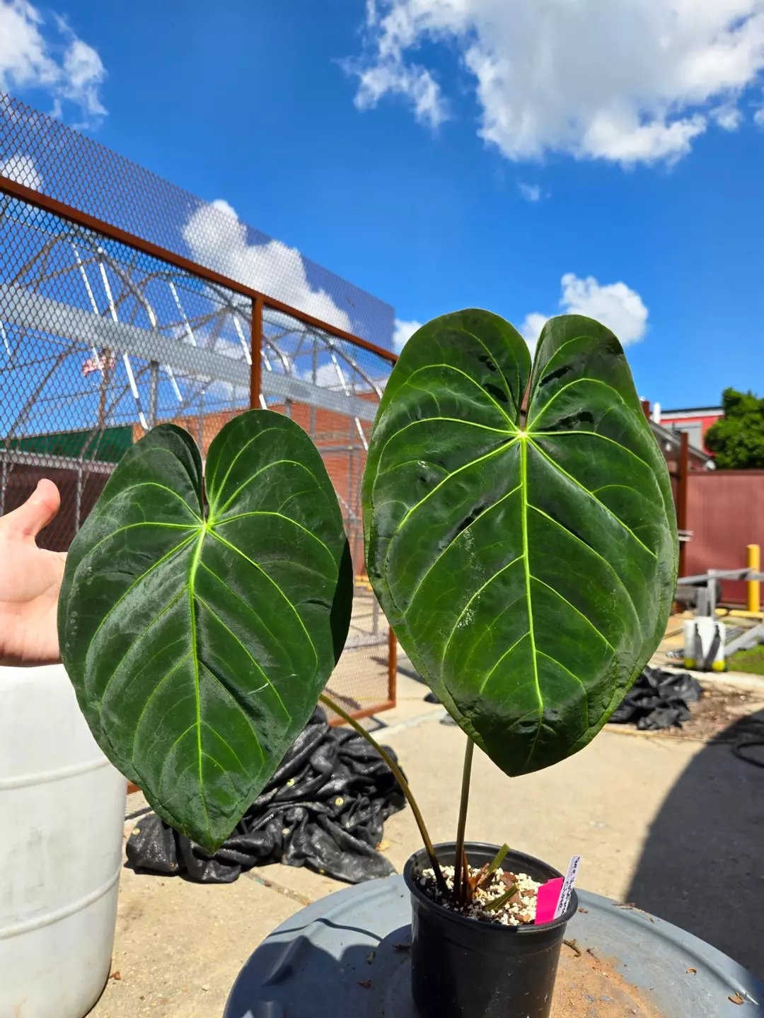 P862  XL mature Ree Gardens Hoffmannii clone. thumbnail