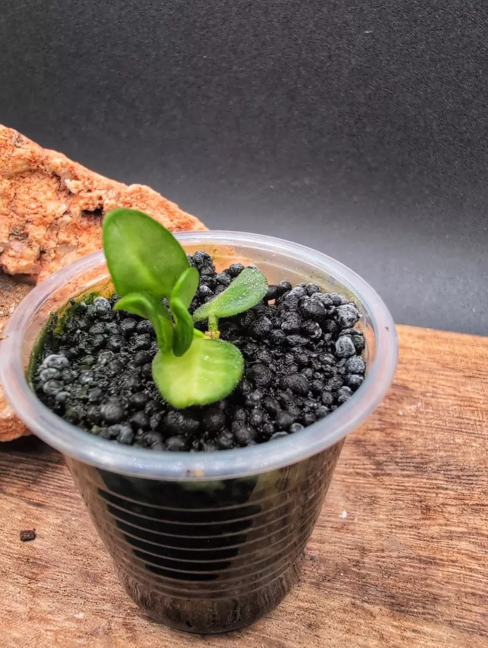 Tengchongensis (variegated) thumbnail