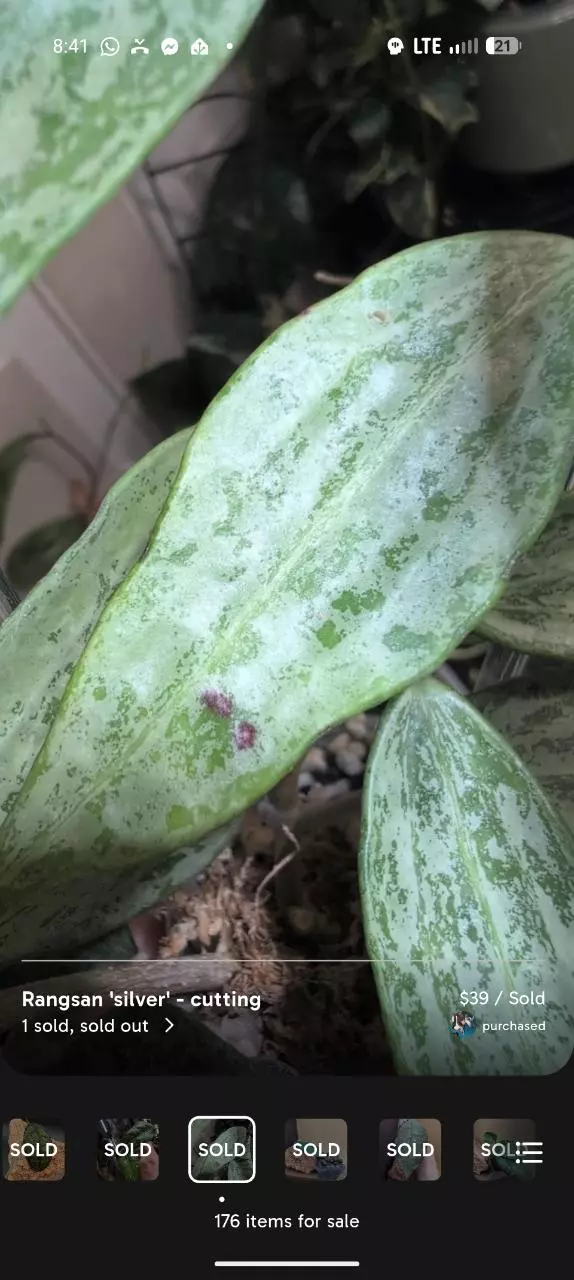 Rangsan silver cutting thumbnail