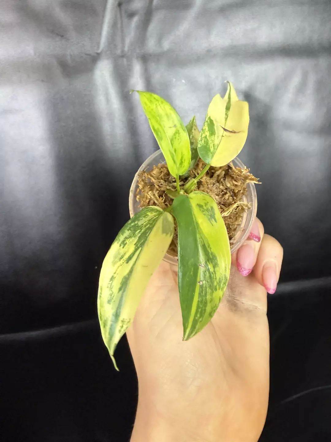 Philodendron (fl beauty x fl ghost) x squamiferium thumbnail