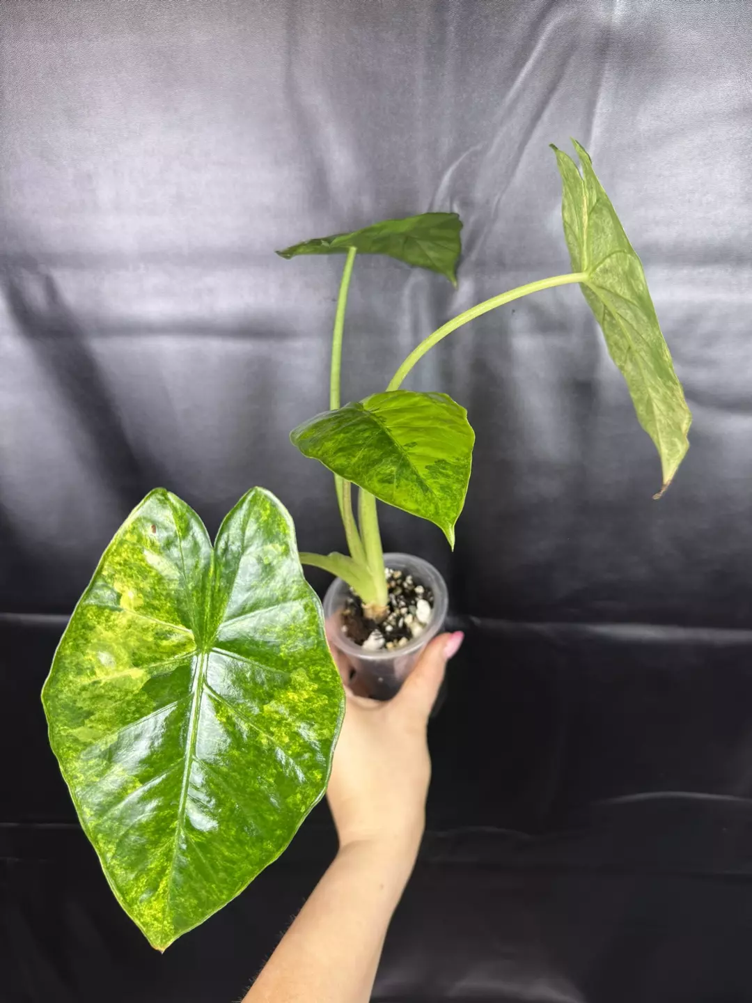 Alocasia Calidora x Infernalis Aurea thumbnail
