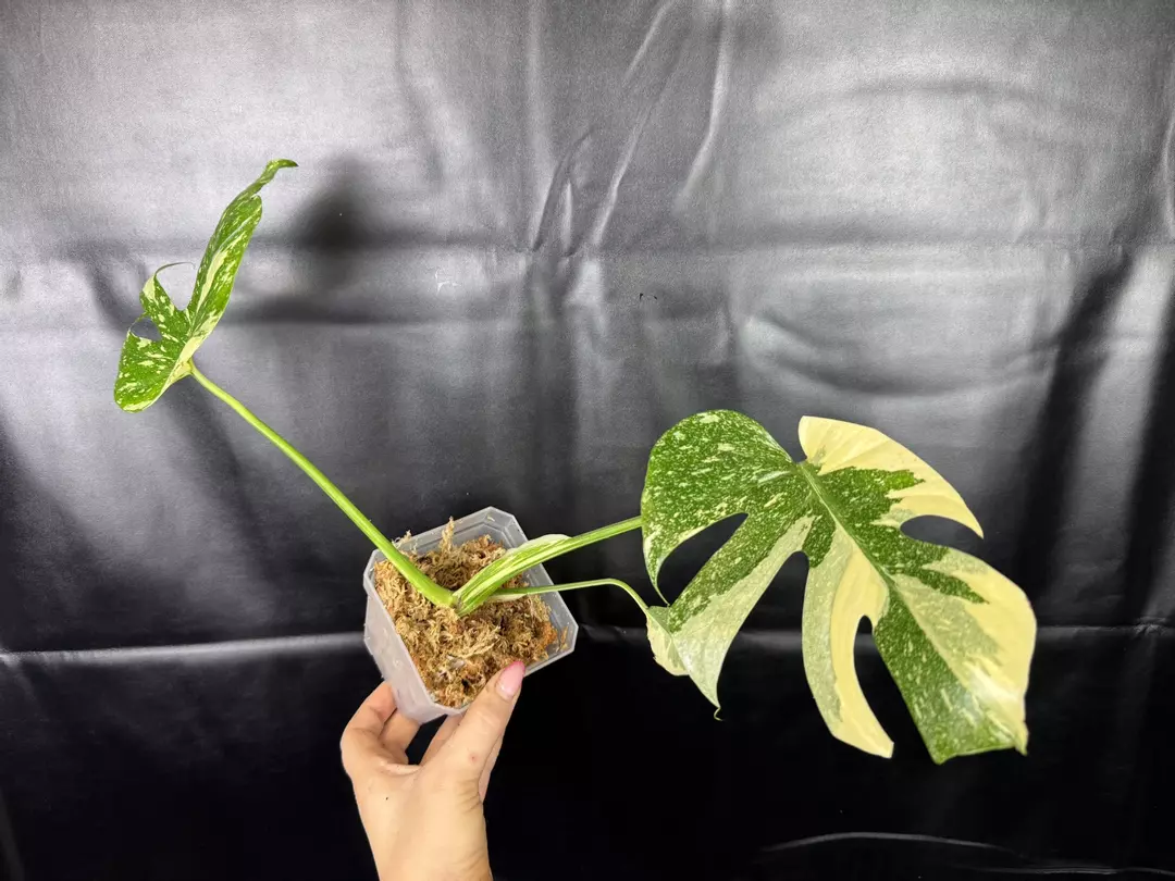 Monstera Starlight thumbnail