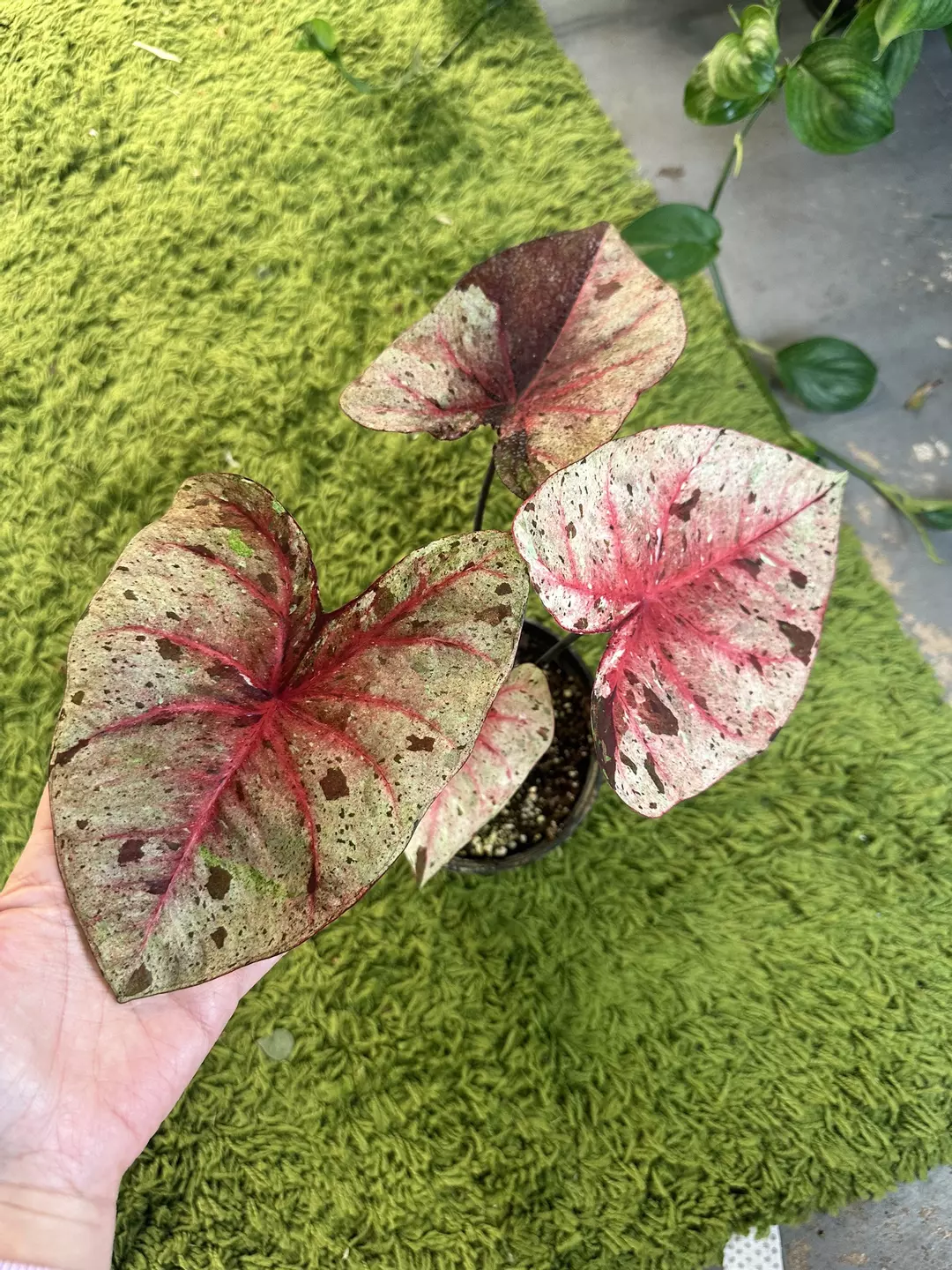 Caladium hybrid 6” pot thumbnail