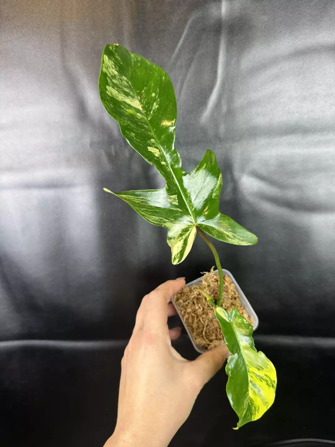 Philodendron (Florida Beauty x Mayoi) x Squamiferium thumbnail