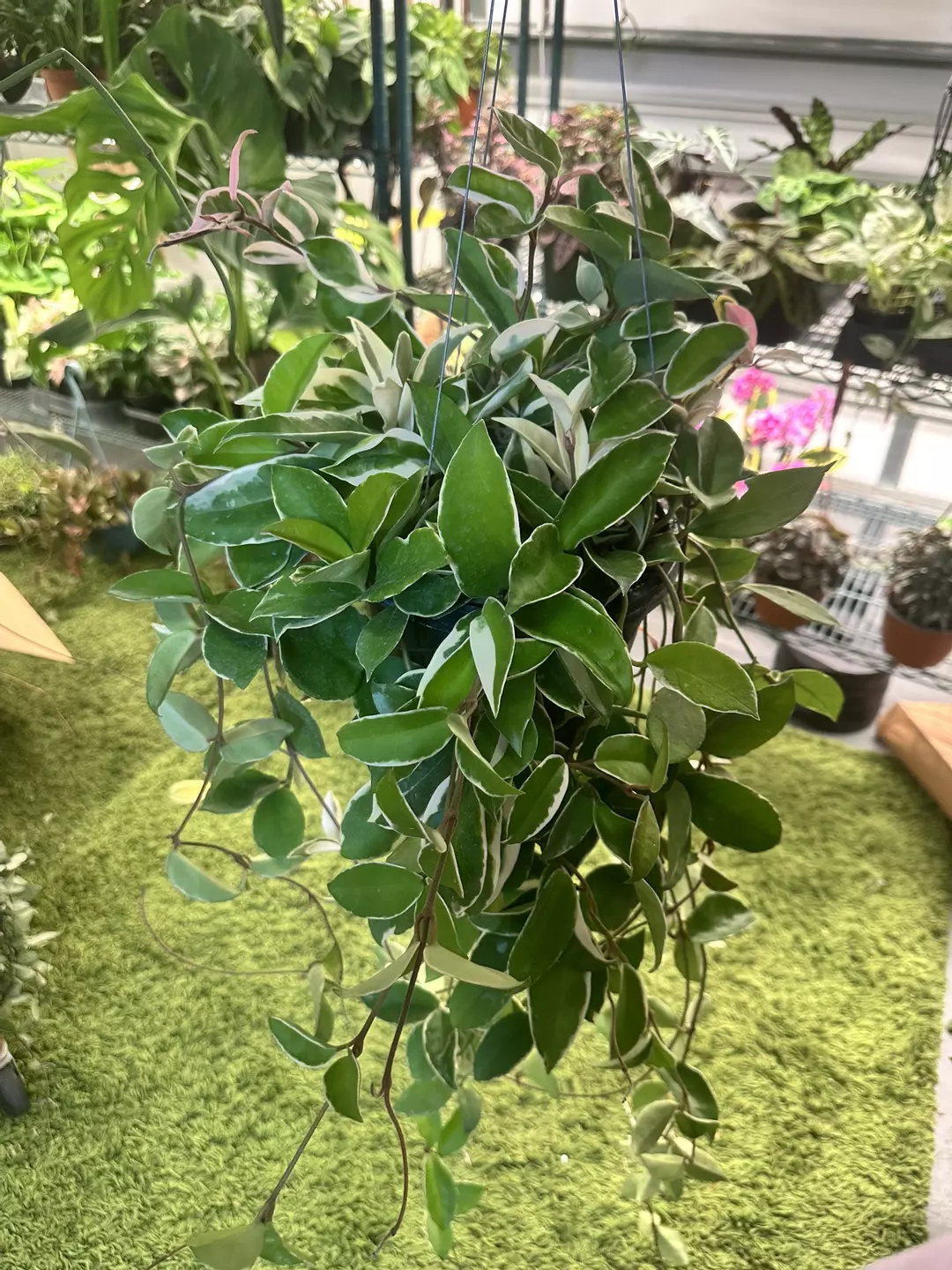 Hoya krimson queen 8” pot thumbnail