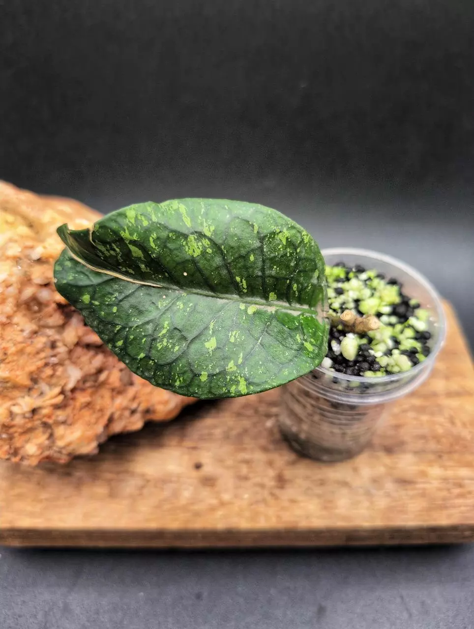 Aceh 'Green Gem' thumbnail