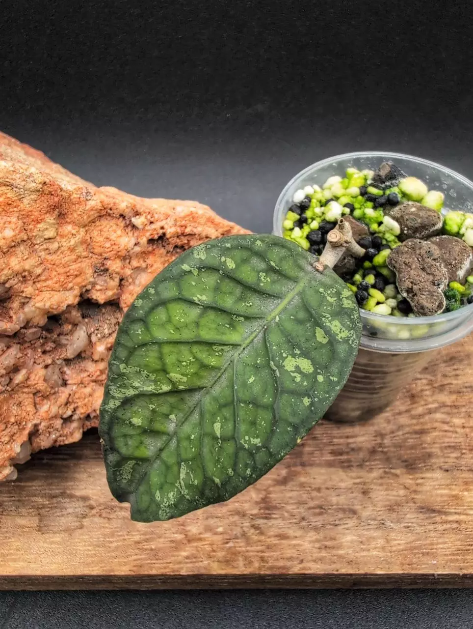 Aceh 'Green Gem' thumbnail