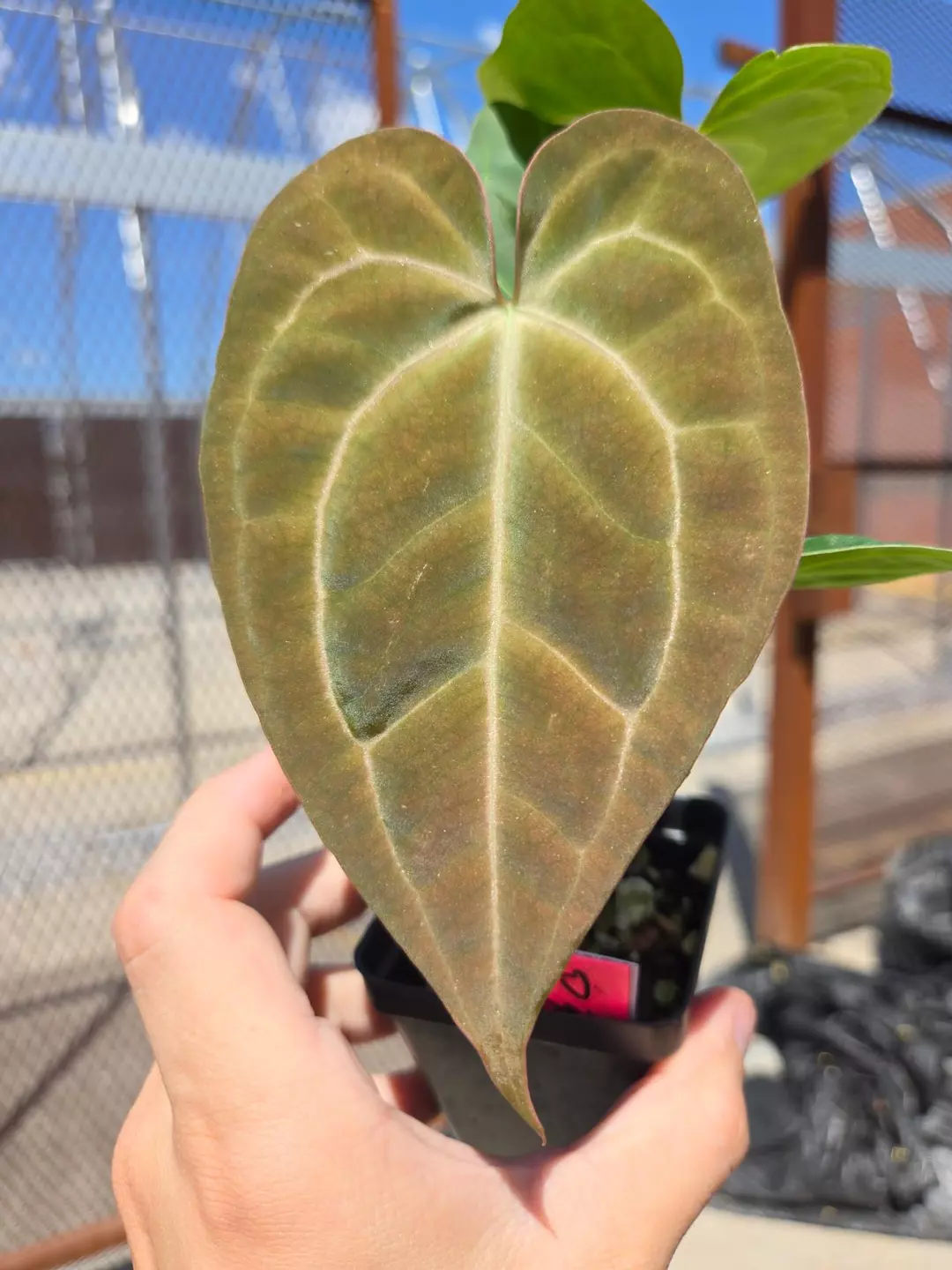 P865 Swampmannii #3 x Tim Anderson Crystal Mag/ Tims Black. Holographic thumbnail