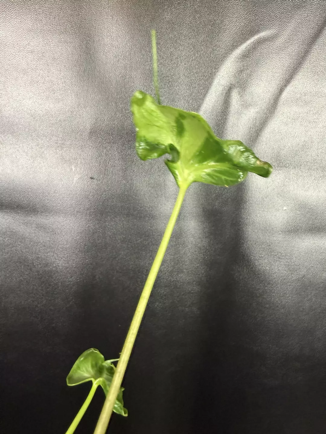 Alocasia Loco Mutation thumbnail