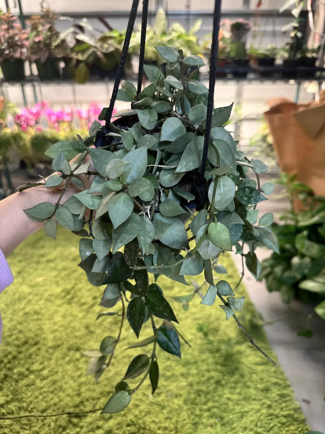 Hoya khroniana super silver 5” pot thumbnail