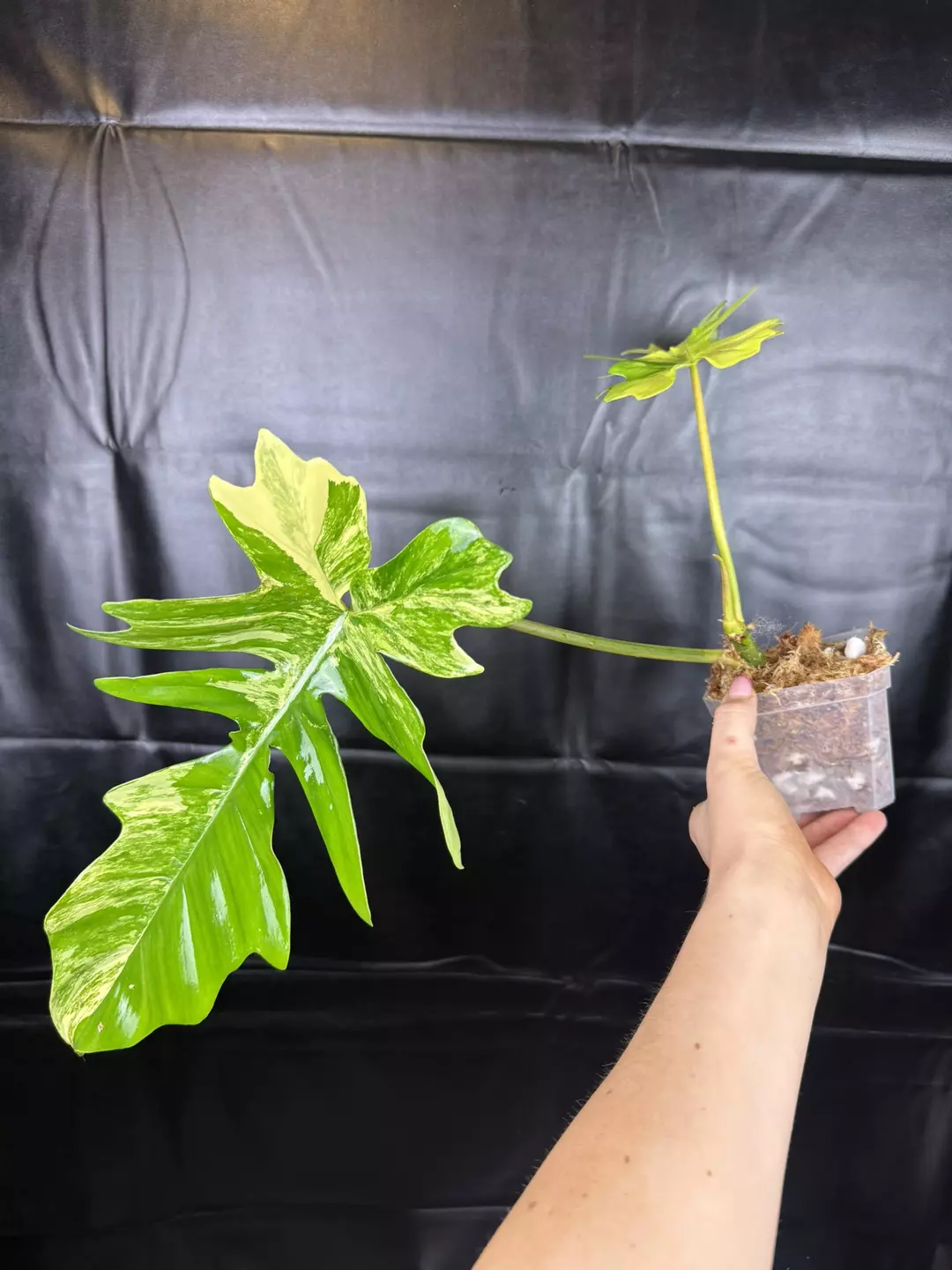 Philodendron Florida Beauty x Mayoi thumbnail