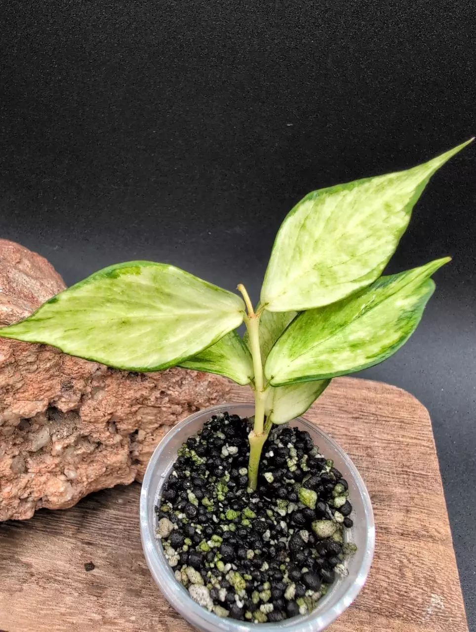 Polyneura mutation (Inner Variegated Splash) thumbnail