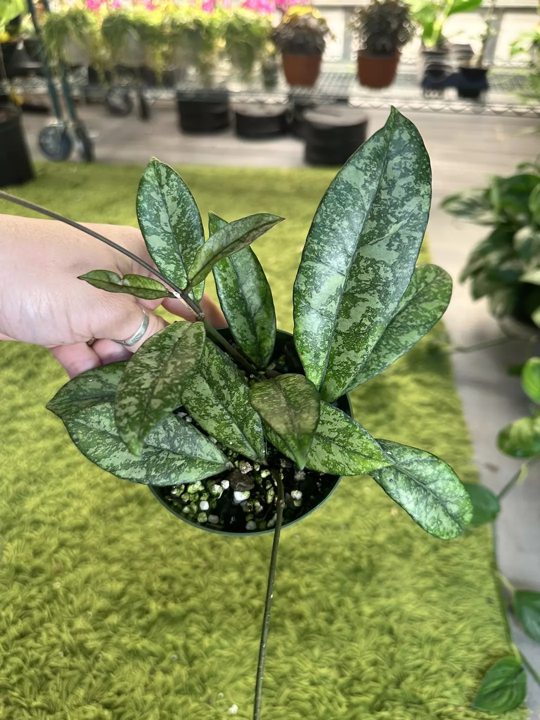 Hoya crassipetiolata splash 4” pot thumbnail