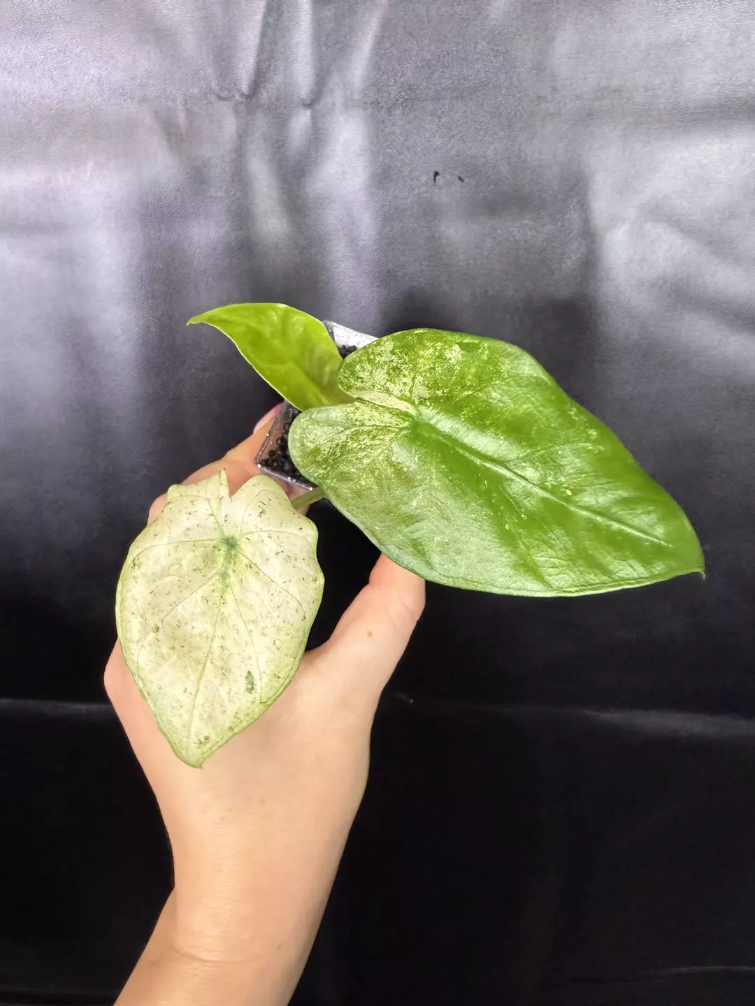 Alocasia Odora Mint Mutation thumbnail