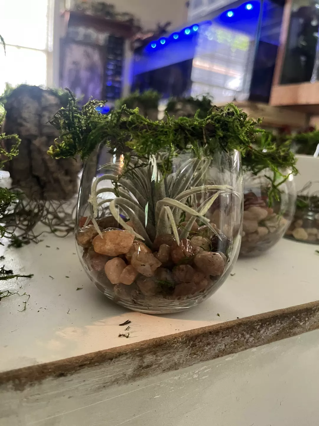 Decorative bowl, fake air plant and mossy rim thumbnail