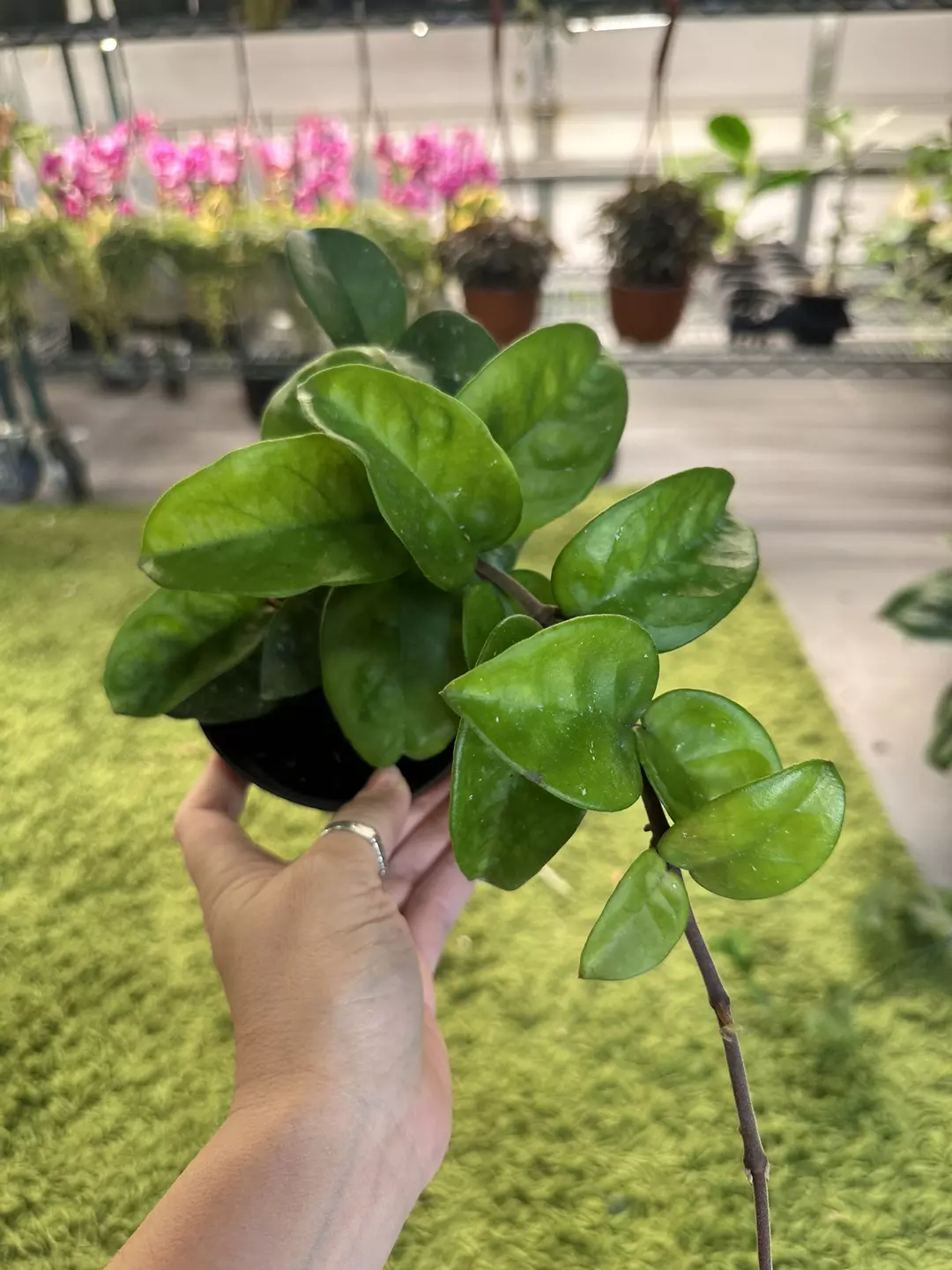 Hoya Krinkle 8 4” pot thumbnail