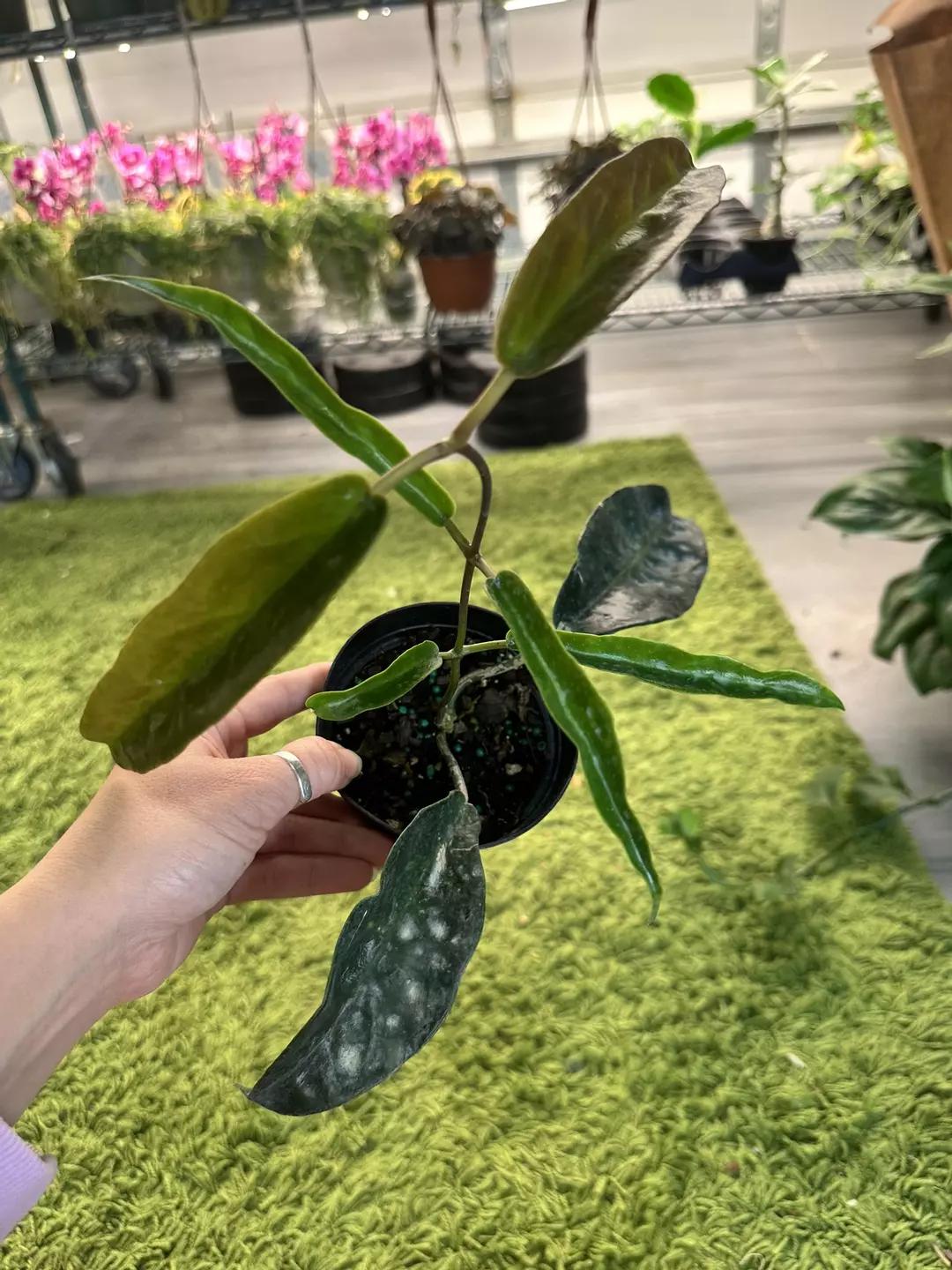 Hoya archboldiana 4” pot thumbnail