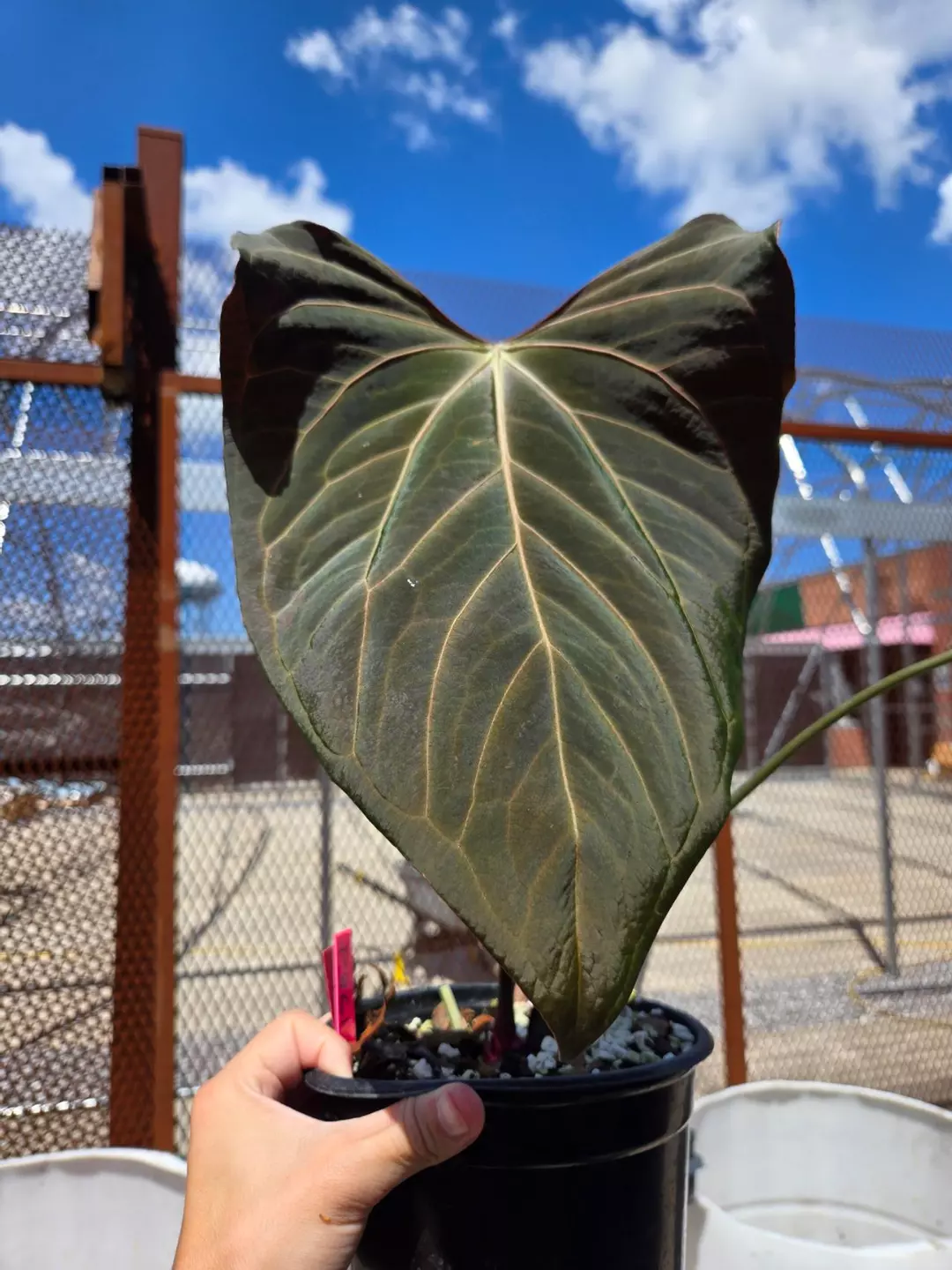 P861 RED TAG. Dark Magician Clone. XL thumbnail