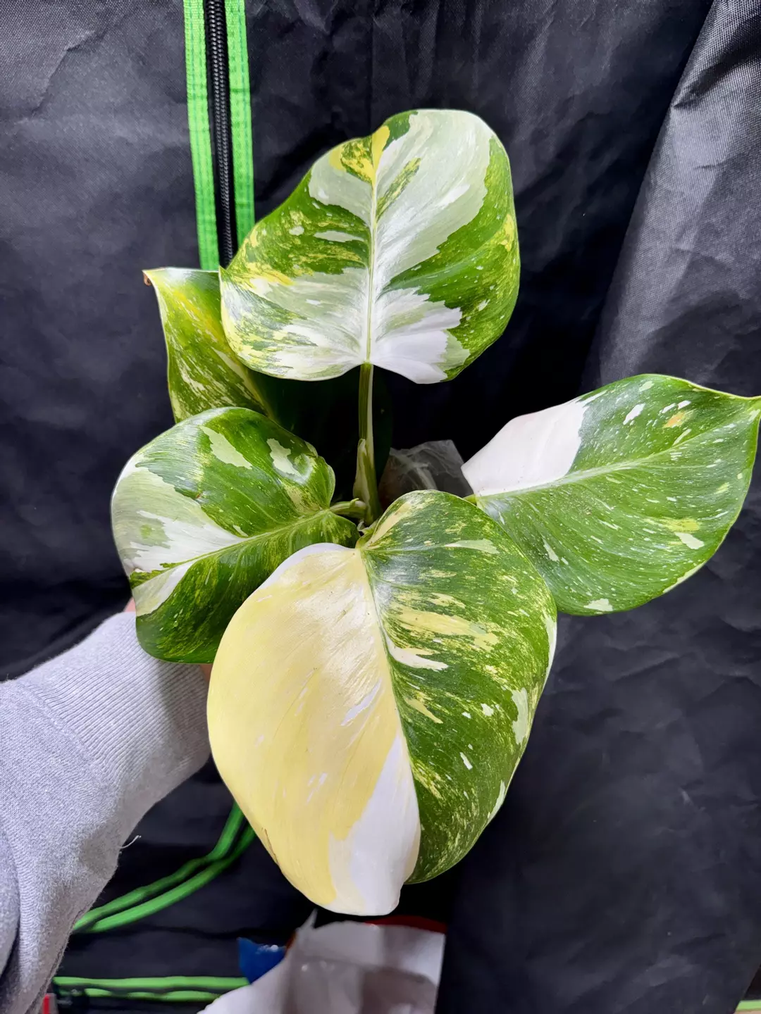Philodendron White Wizard Tri-Color/Aurea thumbnail