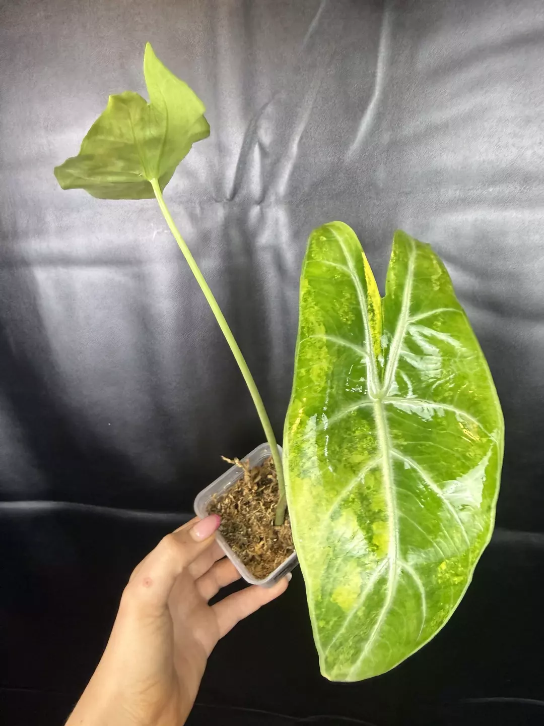 Alocasia Longiloba Lucifer Green on Green (Aurea?) thumbnail