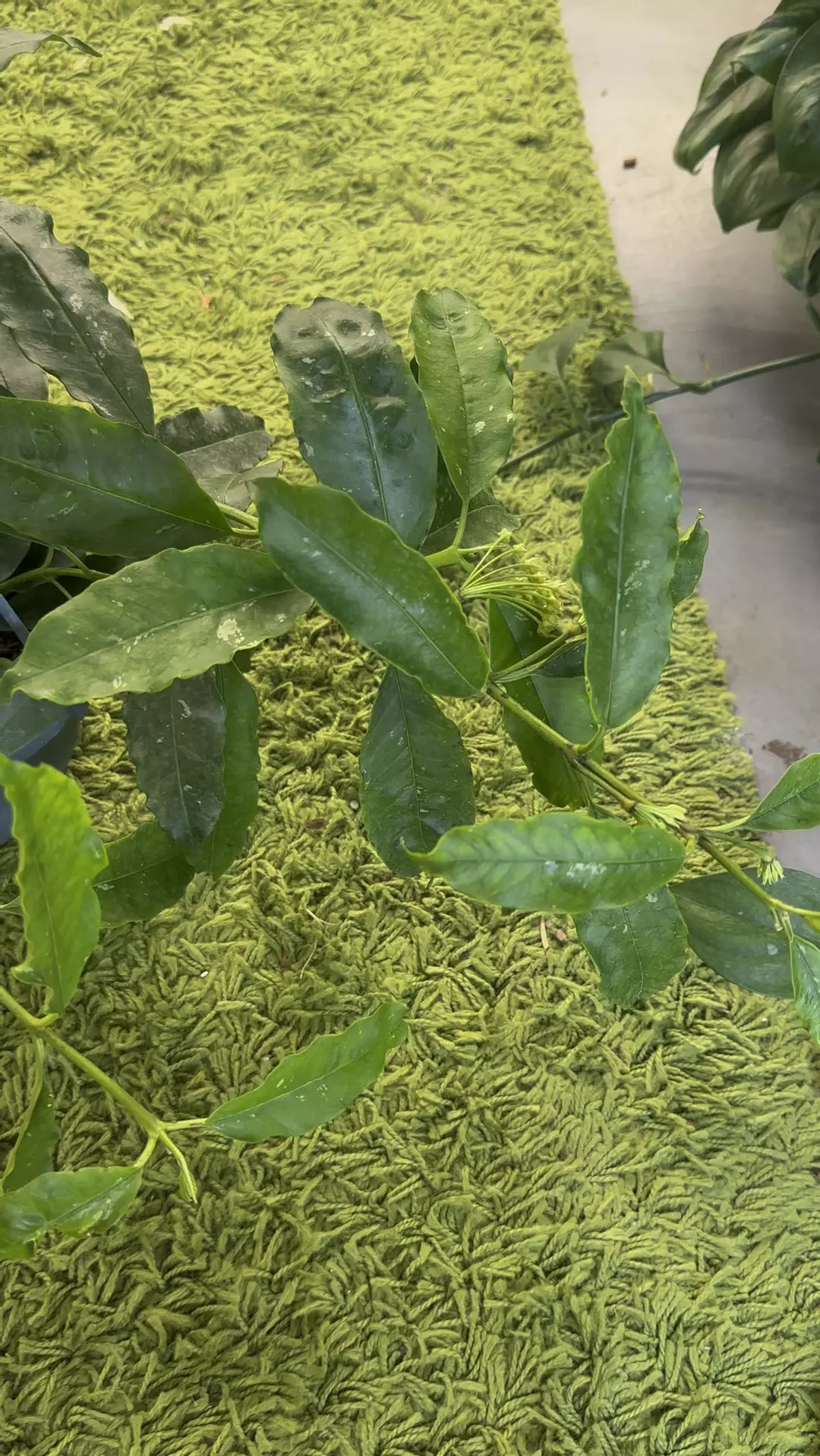 Hoya NOID 8” pot with tons of peduncles thumbnail