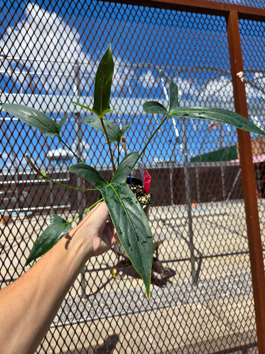 P863 Angustolobium. Mature flowering thumbnail