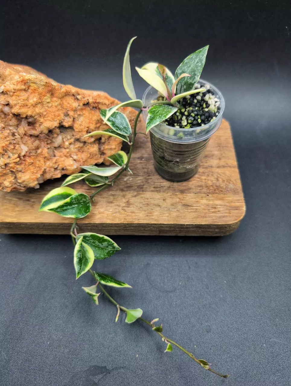 Lacunosa 'Lumina' ( 16 nodes! ) thumbnail