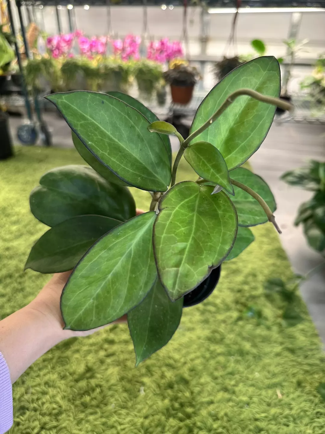Hoya icensis 4” pot thumbnail