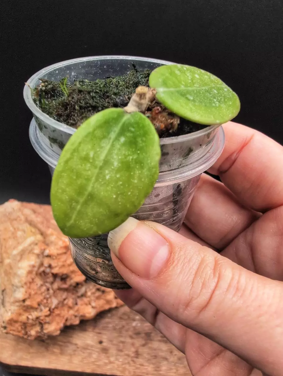 Verticillata MH01 (variegated) thumbnail