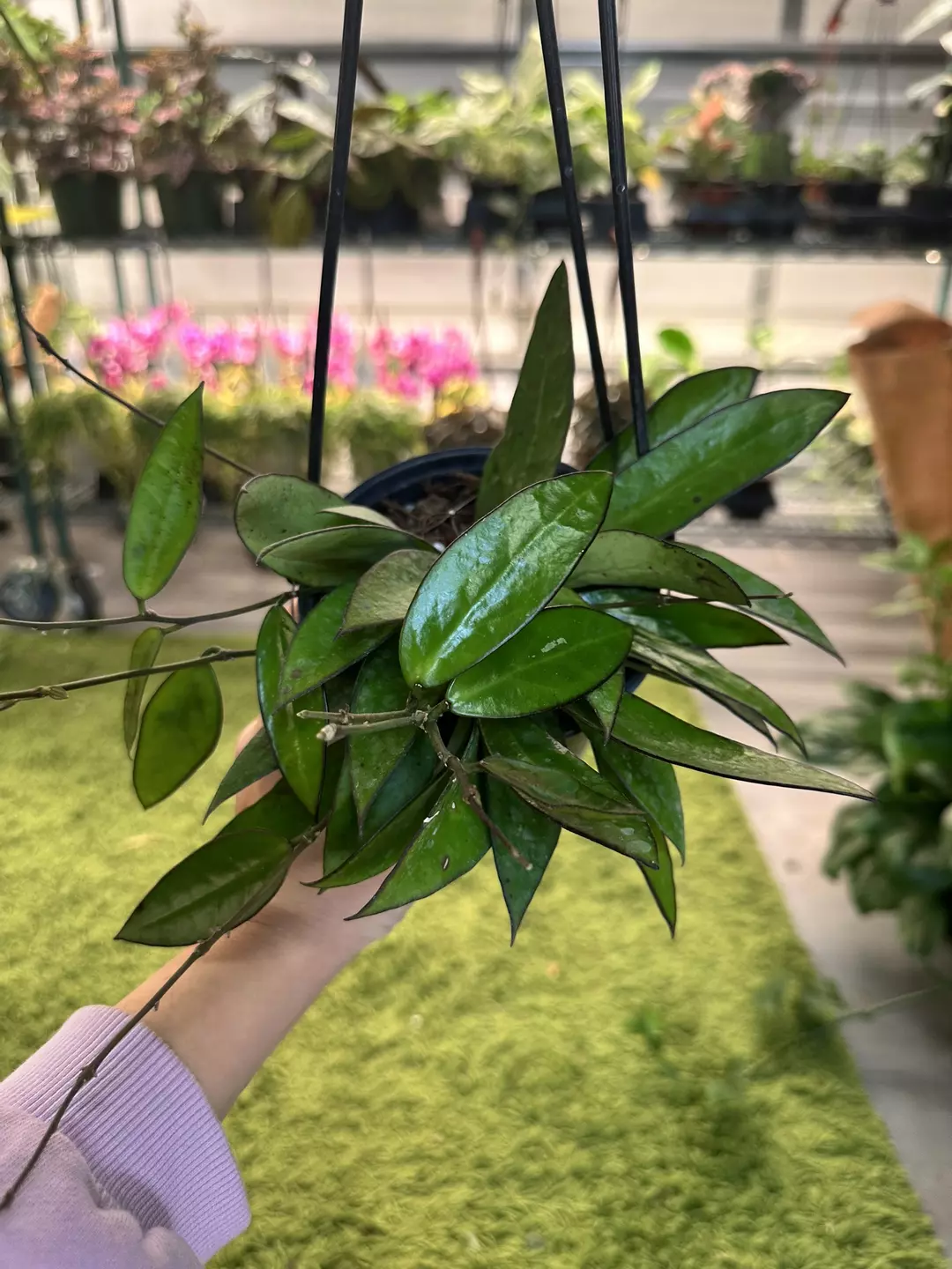 Hoya NoID 5” pot thumbnail