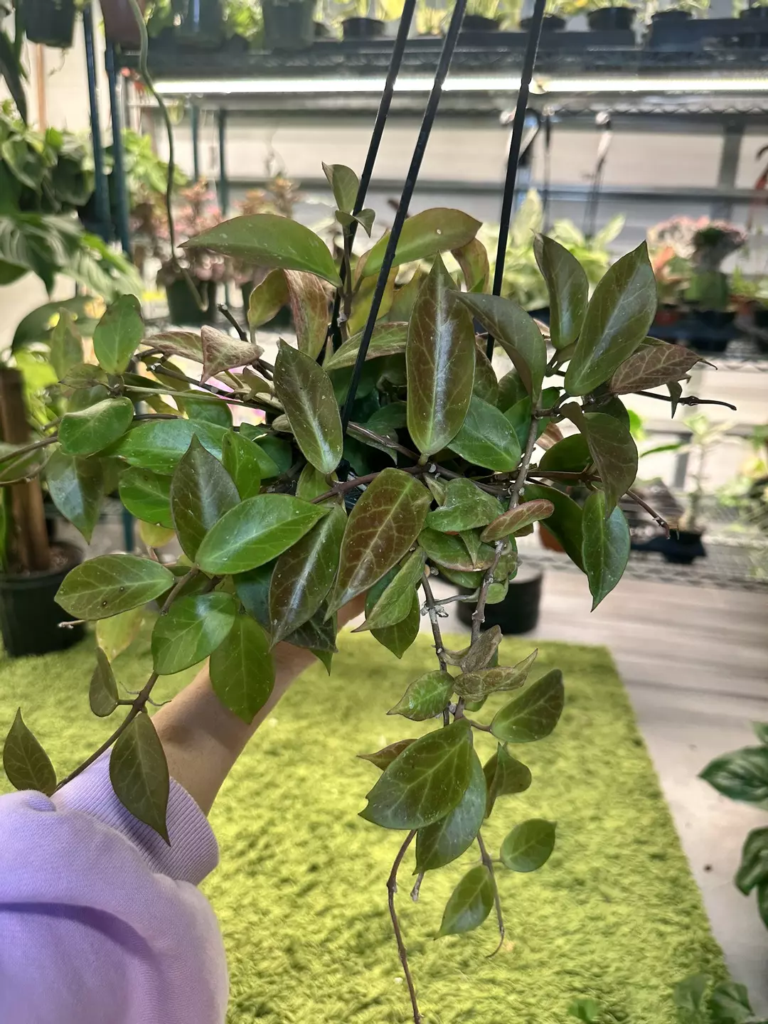 Hoya sunrise 5” pot thumbnail