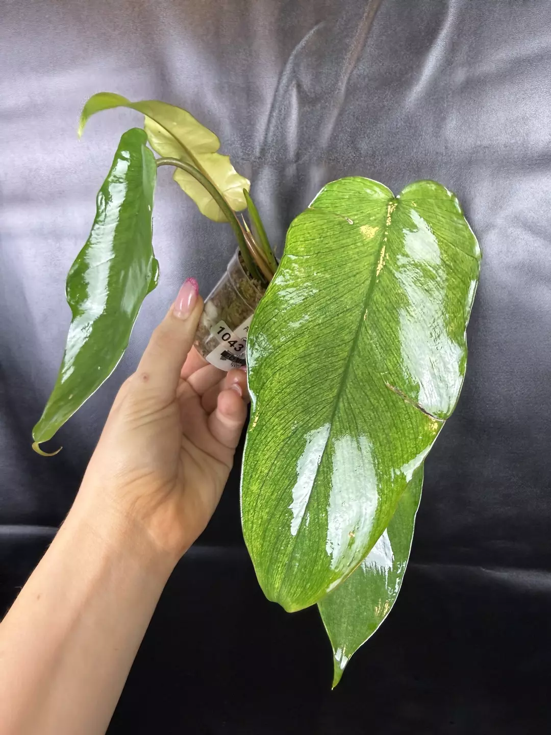 Philodendrom Florida Ghost x Mayoi thumbnail