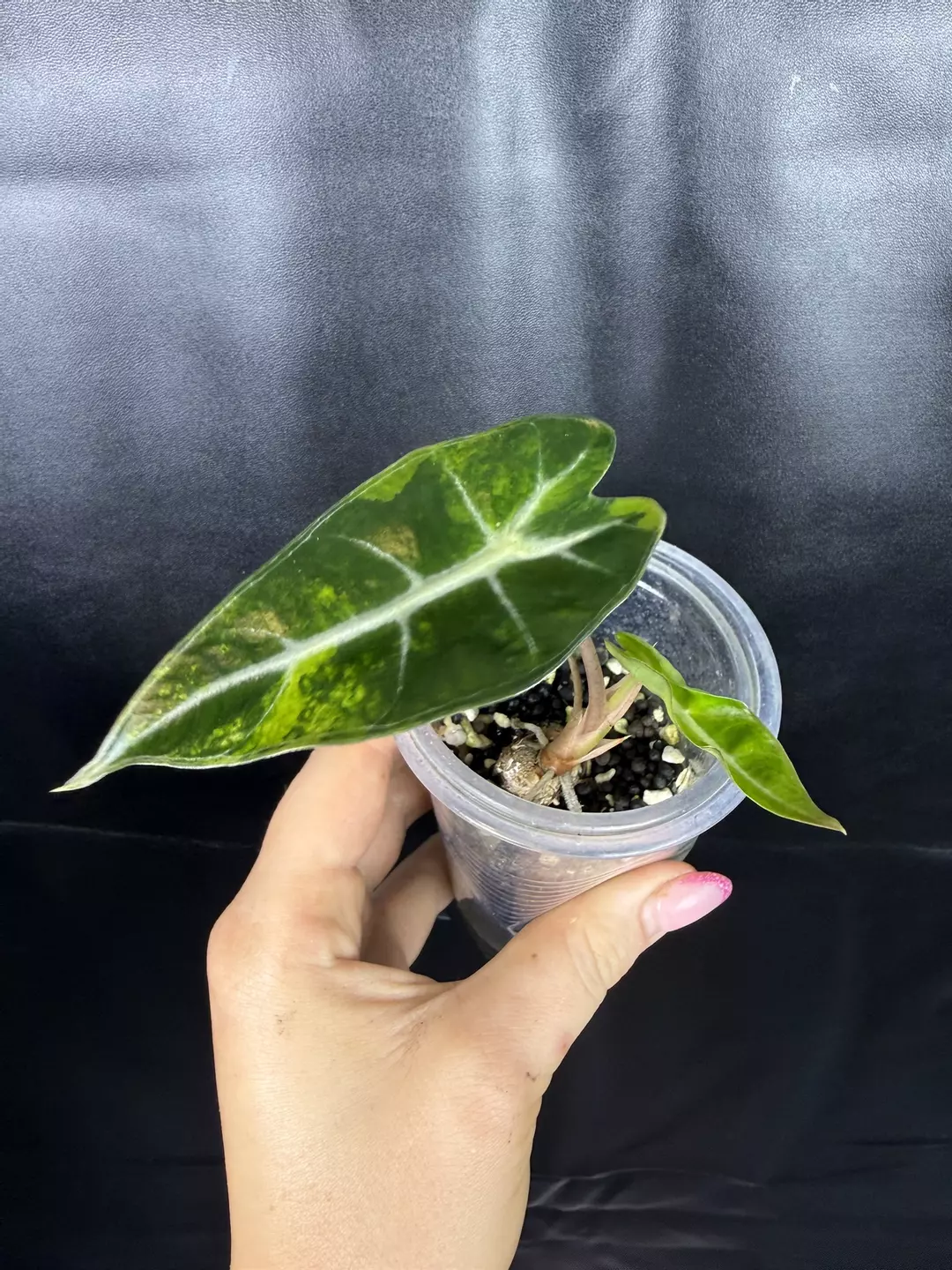 Alocasia Bambino Aurea thumbnail