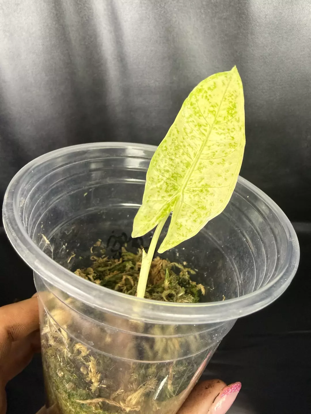 Alocasia Longiloba Thai Con thumbnail