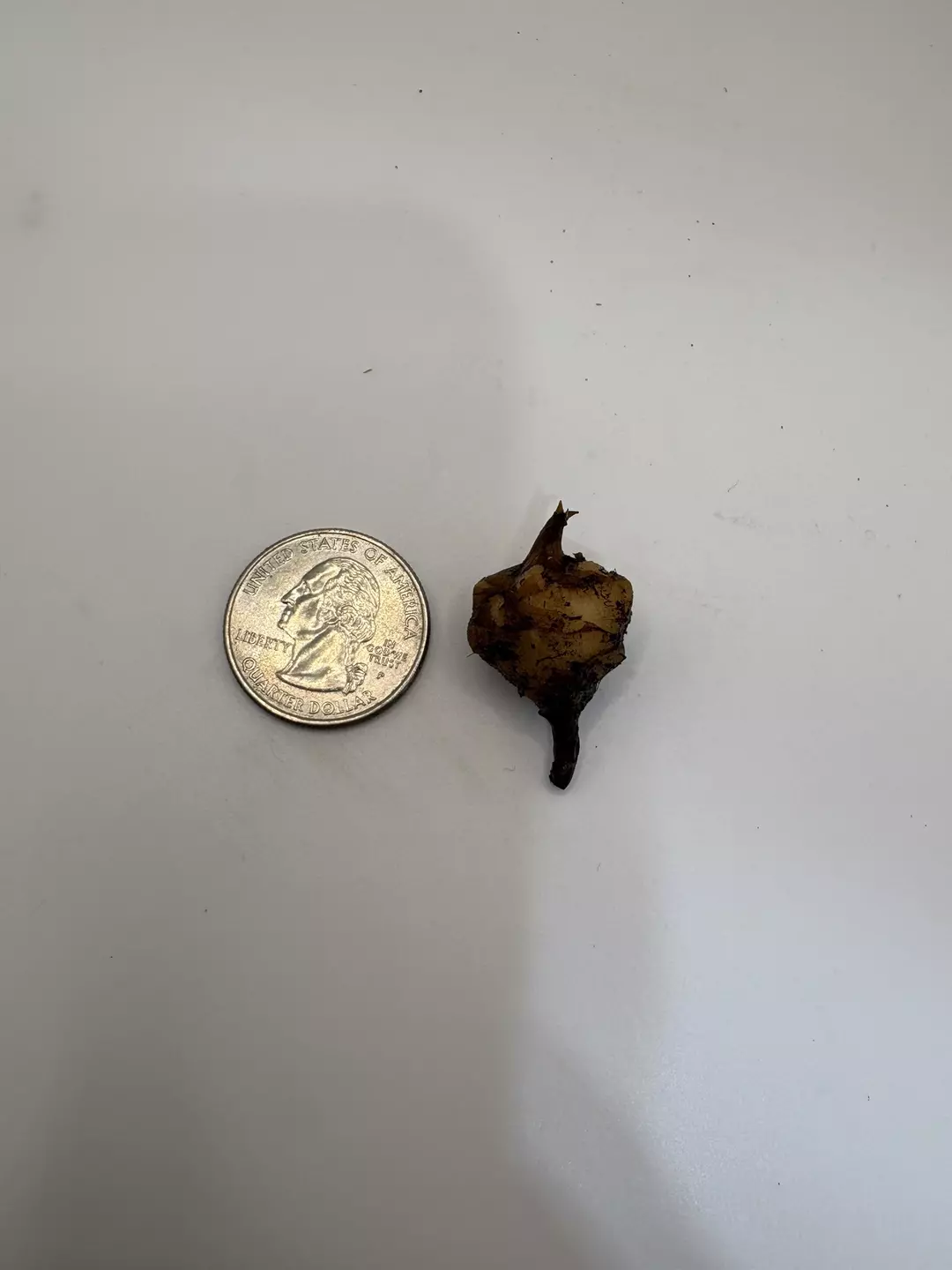 Massive Polly corm thumbnail