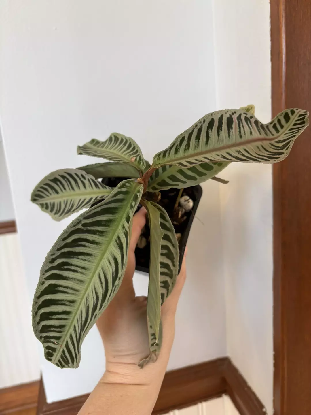 Labisia riau pink  thumbnail