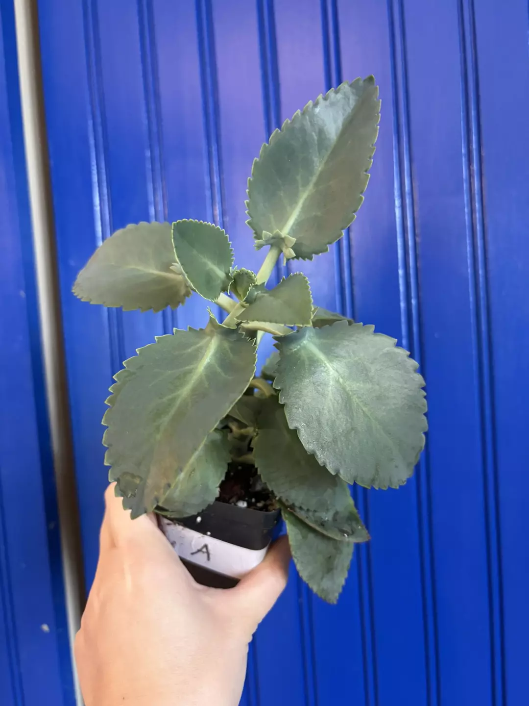 Mother of thousands  thumbnail